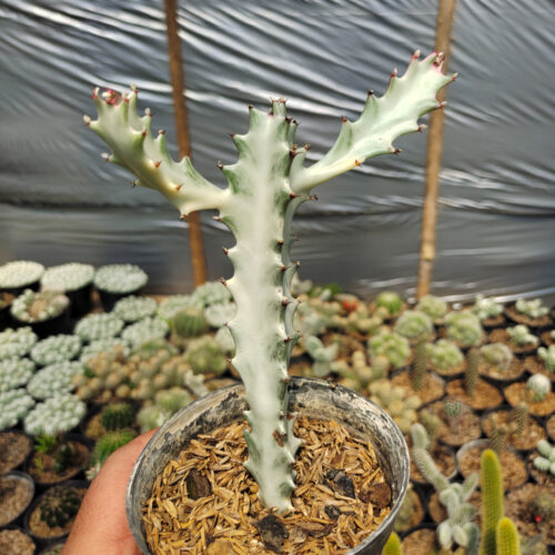 Euphorbia 'Bone Lactea' / Euphorbia Lactea 'White Ghost' / Euphorbia Lactea 'White Dragon Bone', real gallery image #4 plants. Picture taken directly from kaktus.id community Euphorbia farmer green houses.
