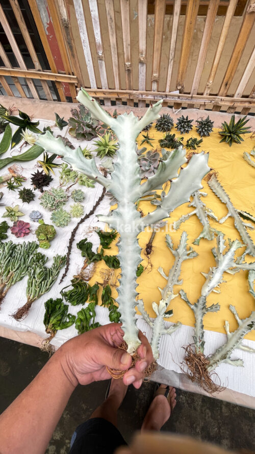 Euphorbia 'Bone Lactea' / Euphorbia Lactea 'White Ghost' / Euphorbia Lactea 'White Dragon Bone', real gallery image #2 plants. Picture taken directly from kaktus.id community Euphorbia farmer green houses.