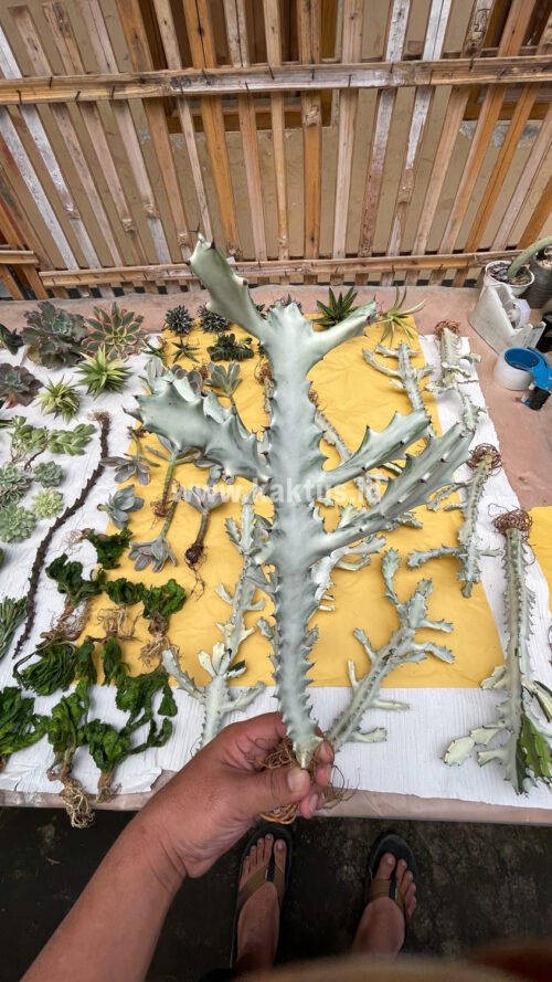 Euphorbia 'Bone Lactea' / Euphorbia Lactea 'White Ghost' / Euphorbia Lactea 'White Dragon Bone', real gallery image #17 plants. Picture taken directly from kaktus.id community Euphorbia farmer green houses.