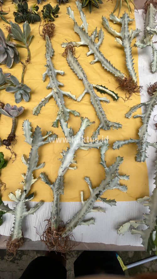 Euphorbia 'Bone Lactea' / Euphorbia Lactea 'White Ghost' / Euphorbia Lactea 'White Dragon Bone', real gallery image #15 plants. Picture taken directly from kaktus.id community Euphorbia farmer green houses.