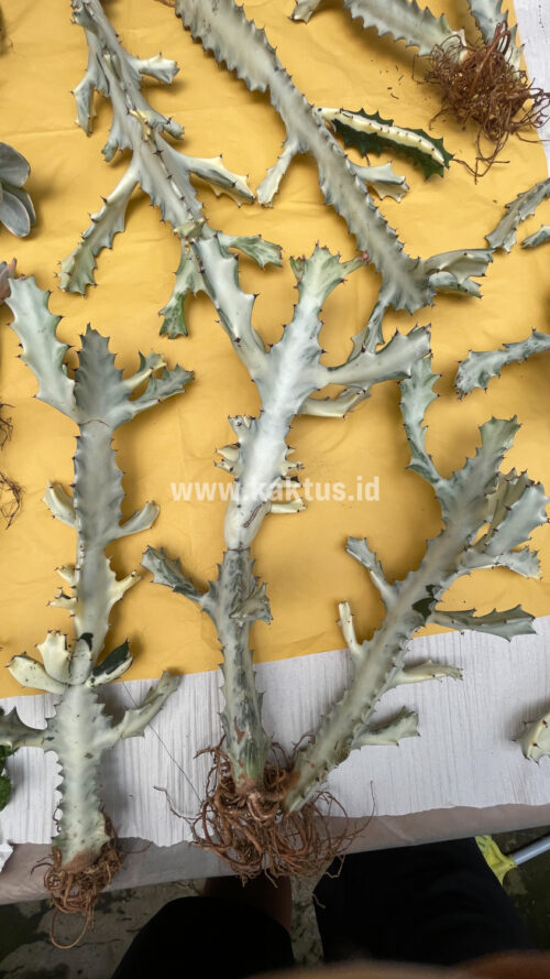 Euphorbia 'Bone Lactea' / Euphorbia Lactea 'White Ghost' / Euphorbia Lactea 'White Dragon Bone', real gallery image #14 plants. Picture taken directly from kaktus.id community Euphorbia farmer green houses.