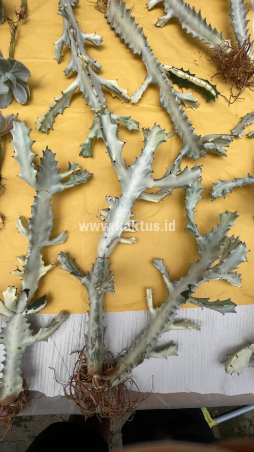 Euphorbia 'Bone Lactea' / Euphorbia Lactea 'White Ghost' / Euphorbia Lactea 'White Dragon Bone', real gallery image #13 plants. Picture taken directly from kaktus.id community Euphorbia farmer green houses.