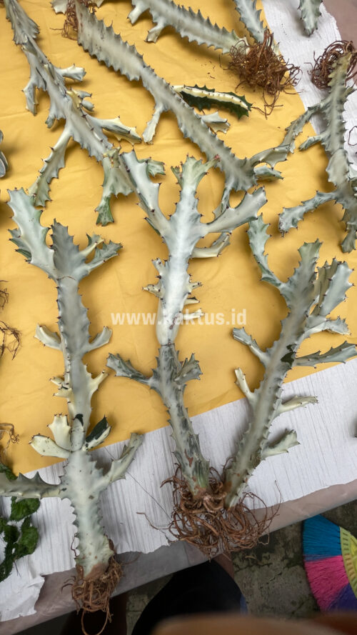 Euphorbia 'Bone Lactea' / Euphorbia Lactea 'White Ghost' / Euphorbia Lactea 'White Dragon Bone', real gallery image #12 plants. Picture taken directly from kaktus.id community Euphorbia farmer green houses.