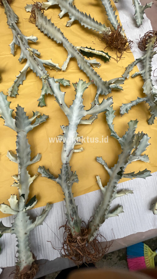 Euphorbia 'Bone Lactea' / Euphorbia Lactea 'White Ghost' / Euphorbia Lactea 'White Dragon Bone', real gallery image #3 plants. Picture taken directly from kaktus.id community Euphorbia farmer green houses.