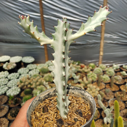 Euphorbia 'Bone Lactea' / Euphorbia Lactea 'White Ghost' / Euphorbia Lactea 'White Dragon Bone', real gallery image #7 plants. Picture taken directly from kaktus.id community Euphorbia farmer green houses.