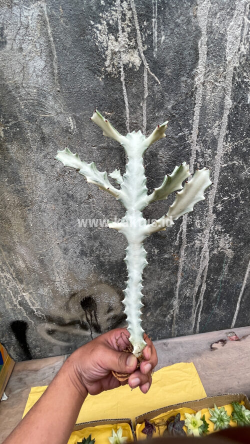 Euphorbia 'Bone Lactea' / Euphorbia Lactea 'White Ghost' / Euphorbia Lactea 'White Dragon Bone', real gallery image #6 plants. Picture taken directly from kaktus.id community Euphorbia farmer green houses.