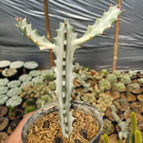 Euphorbia 'Bone Lactea' / Euphorbia Lactea 'White Ghost' / Euphorbia Lactea 'White Dragon Bone', real gallery image #8 plants. Picture taken directly from kaktus.id community Euphorbia farmer green houses.