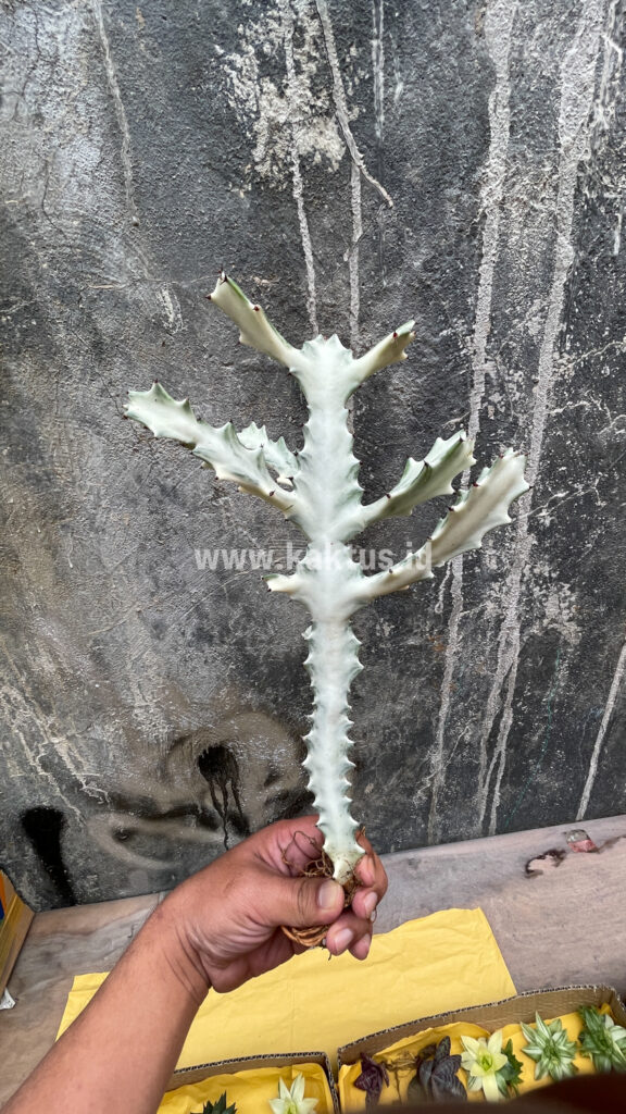 kaktus.id