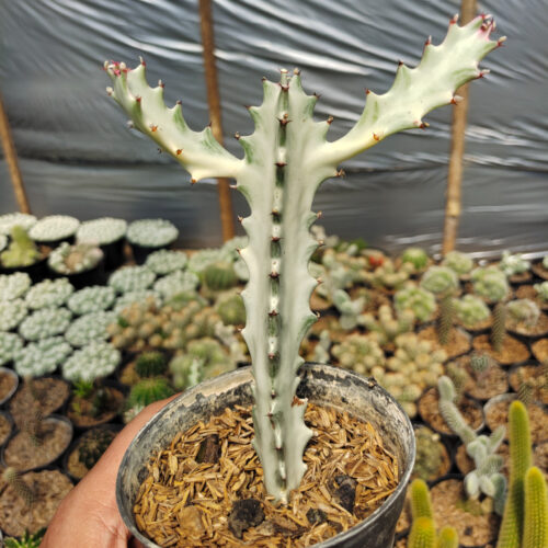 Euphorbia 'Bone Lactea' / Euphorbia Lactea 'White Ghost' / Euphorbia Lactea 'White Dragon Bone', real gallery image #9 plants. Picture taken directly from kaktus.id community Euphorbia farmer green houses.