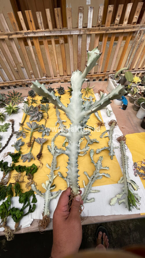 Euphorbia 'Bone Lactea' / Euphorbia Lactea 'White Ghost' / Euphorbia Lactea 'White Dragon Bone', real gallery image #23 plants. Picture taken directly from kaktus.id community Euphorbia farmer green houses.