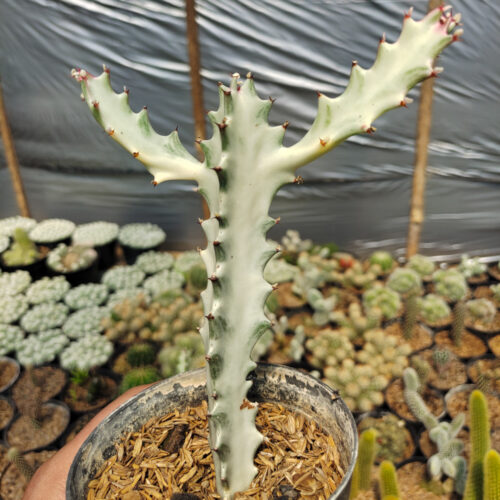 Euphorbia 'Bone Lactea' / Euphorbia Lactea 'White Ghost' / Euphorbia Lactea 'White Dragon Bone', real gallery image #10 plants. Picture taken directly from kaktus.id community Euphorbia farmer green houses.