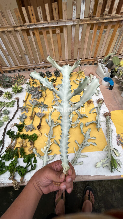 Euphorbia 'Bone Lactea' / Euphorbia Lactea 'White Ghost' / Euphorbia Lactea 'White Dragon Bone', real gallery image #22 plants. Picture taken directly from kaktus.id community Euphorbia farmer green houses.