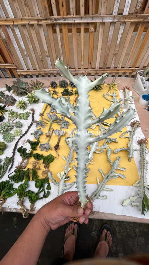 Euphorbia 'Bone Lactea' / Euphorbia Lactea 'White Ghost' / Euphorbia Lactea 'White Dragon Bone', real gallery image #20 plants. Picture taken directly from kaktus.id community Euphorbia farmer green houses.