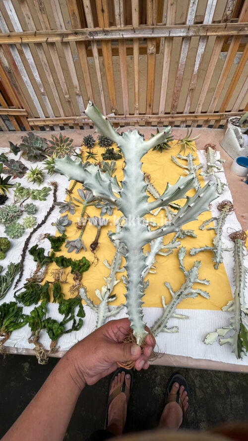 Euphorbia 'Bone Lactea' / Euphorbia Lactea 'White Ghost' / Euphorbia Lactea 'White Dragon Bone', real gallery image #19 plants. Picture taken directly from kaktus.id community Euphorbia farmer green houses.