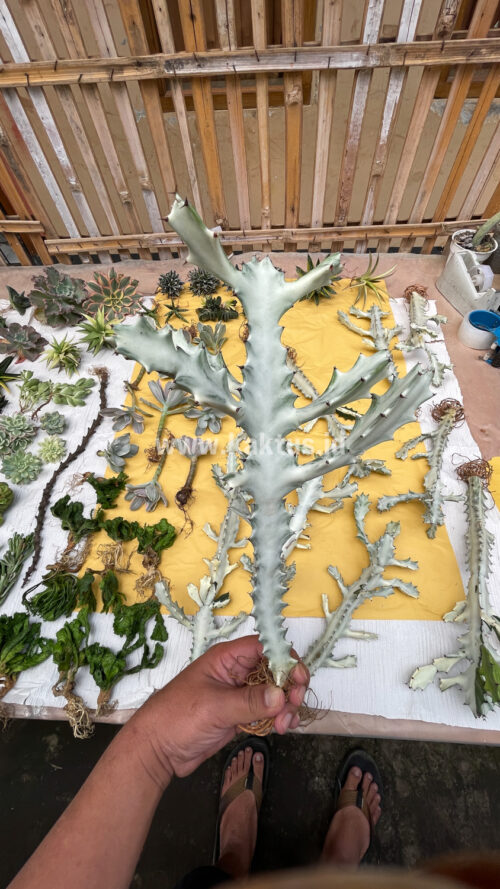 Euphorbia 'Bone Lactea' / Euphorbia Lactea 'White Ghost' / Euphorbia Lactea 'White Dragon Bone', real gallery image #18 plants. Picture taken directly from kaktus.id community Euphorbia farmer green houses.