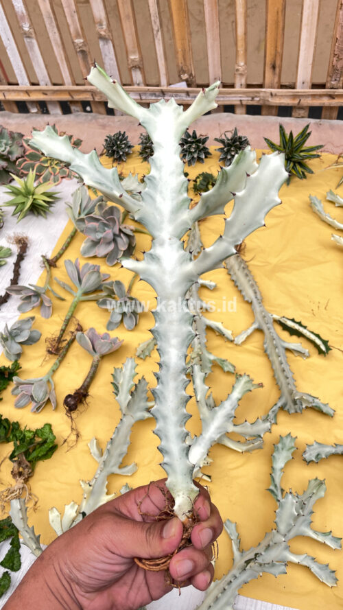 Euphorbia 'Bone Lactea' / Euphorbia Lactea 'White Ghost' / Euphorbia Lactea 'White Dragon Bone', real gallery image #5 plants. Picture taken directly from kaktus.id community Euphorbia farmer green houses.