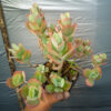 Kalanchoe Laxiflora, real gallery image #2 plants. Picture taken directly from kaktus.id community Kalanchoe farmer green houses.