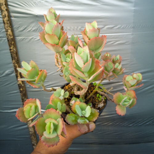 Kalanchoe Laxiflora, real gallery image #3 plants. Picture taken directly from kaktus.id community Kalanchoe farmer green houses.