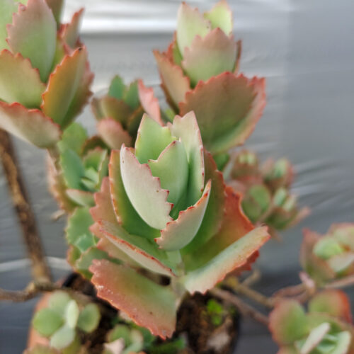 Kalanchoe Laxiflora, real gallery image #4 plants. Picture taken directly from kaktus.id community Kalanchoe farmer green houses.