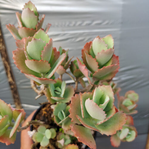 Kalanchoe Laxiflora, real gallery image #5 plants. Picture taken directly from kaktus.id community Kalanchoe farmer green houses.
