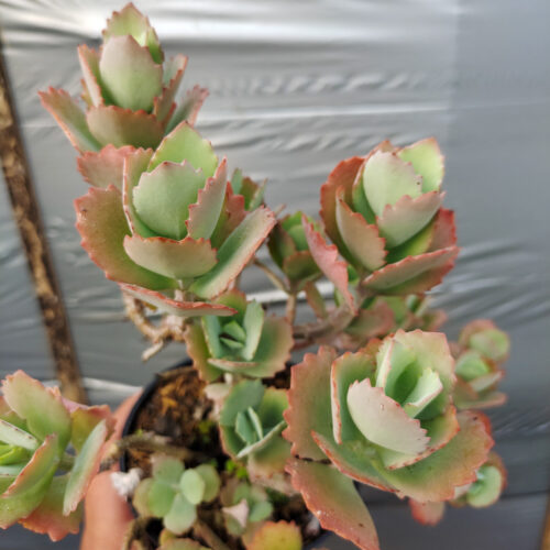 Kalanchoe Laxiflora, real gallery image #6 plants. Picture taken directly from kaktus.id community Kalanchoe farmer green houses.