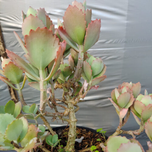 Kalanchoe Laxiflora, real gallery image #1 plants. Picture taken directly from kaktus.id community Kalanchoe farmer green houses.