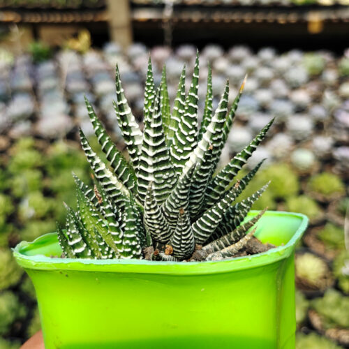 Haworthia Attenuata Zebra White Variegated, real gallery image #1 plants. Picture taken directly from kaktus.id community Haworthia farmer green houses.