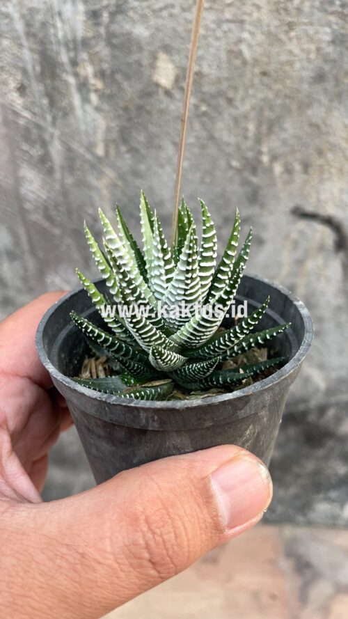 Haworthia Attenuata Zebra White Variegated, real gallery image #29 plants. Picture taken directly from kaktus.id community Haworthia farmer green houses.