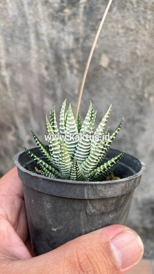 Haworthia Attenuata Zebra White Variegated, real gallery image #20 plants. Picture taken directly from kaktus.id community Haworthia farmer green houses.