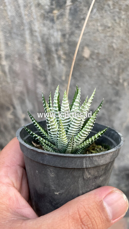 Haworthia Attenuata Zebra White Variegated, real gallery image #19 plants. Picture taken directly from kaktus.id community Haworthia farmer green houses.