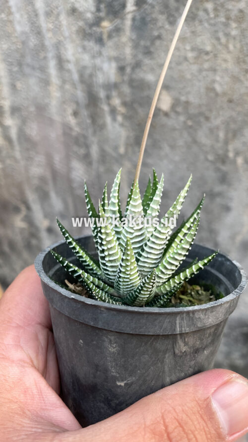 Haworthia Attenuata Zebra White Variegated, real gallery image #18 plants. Picture taken directly from kaktus.id community Haworthia farmer green houses.