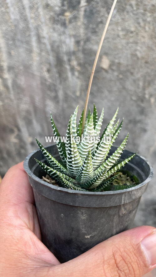 Haworthia Attenuata Zebra White Variegated, real gallery image #17 plants. Picture taken directly from kaktus.id community Haworthia farmer green houses.