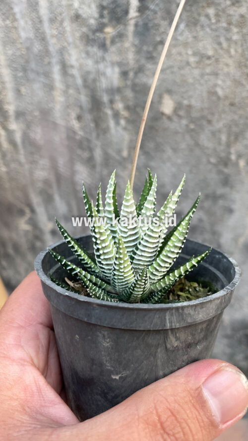 Haworthia Attenuata Zebra White Variegated, real gallery image #16 plants. Picture taken directly from kaktus.id community Haworthia farmer green houses.