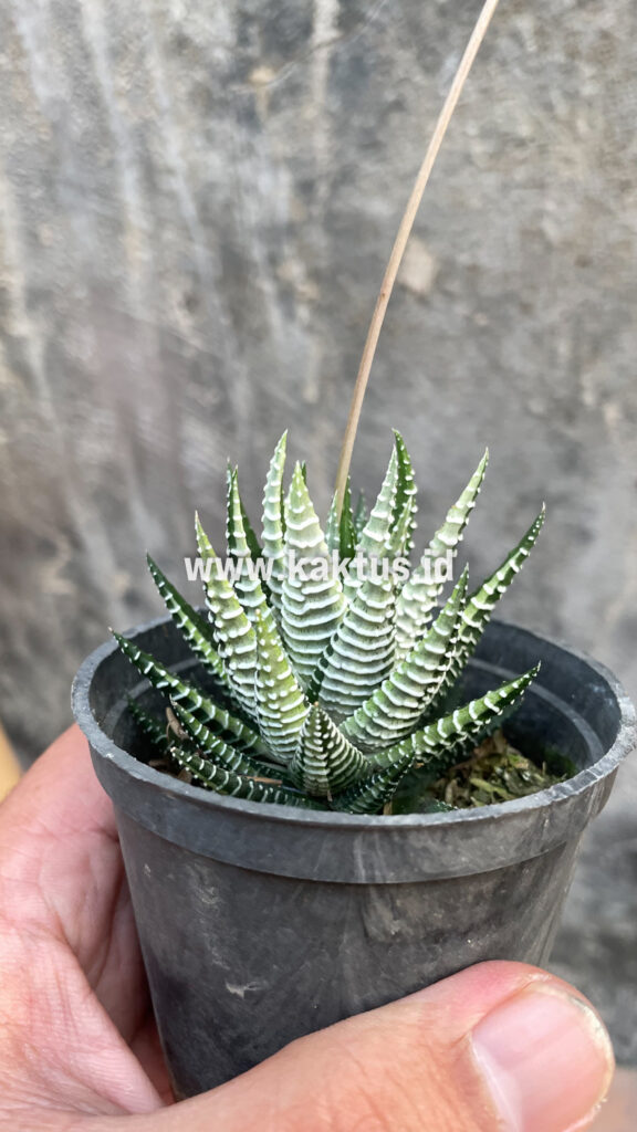 kaktus.id