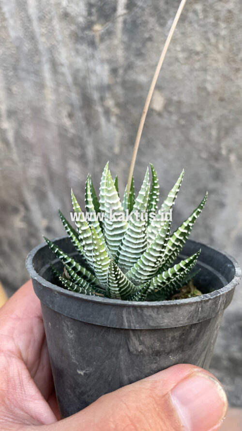 Haworthia Attenuata Zebra White Variegated, real gallery image #14 plants. Picture taken directly from kaktus.id community Haworthia farmer green houses.