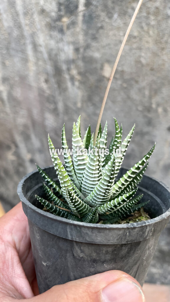 kaktus.id