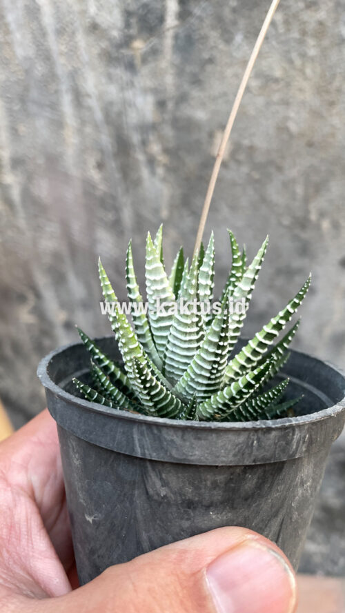 Haworthia Attenuata Zebra White Variegated, real gallery image #12 plants. Picture taken directly from kaktus.id community Haworthia farmer green houses.
