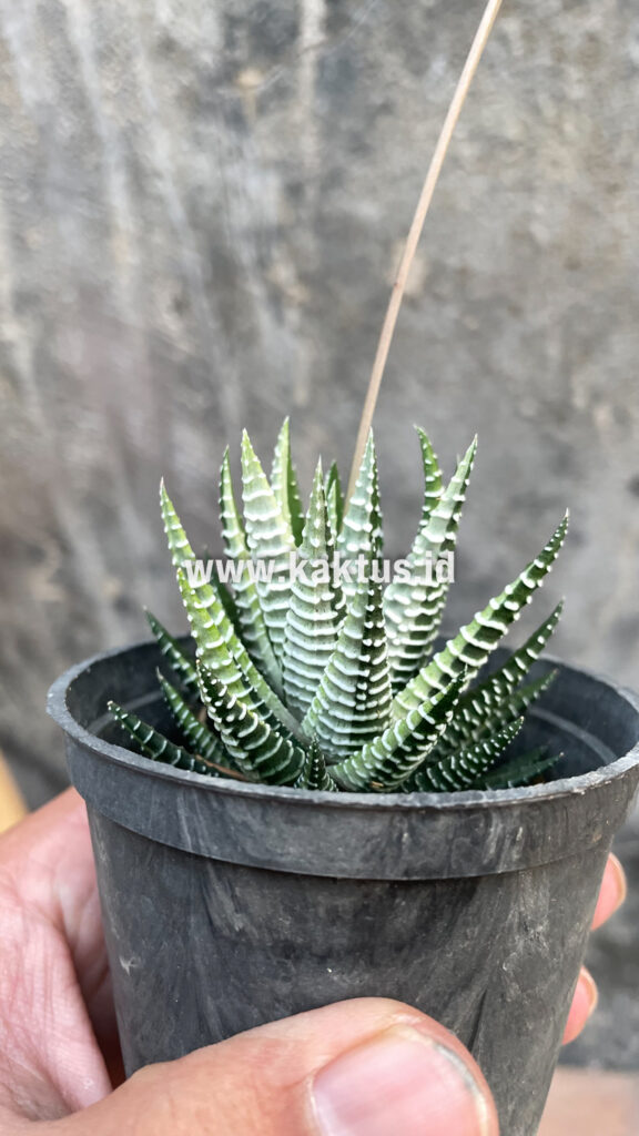 kaktus.id