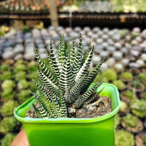 Haworthia Attenuata Zebra White Variegated, real gallery image #2 plants. Picture taken directly from kaktus.id community Haworthia farmer green houses.
