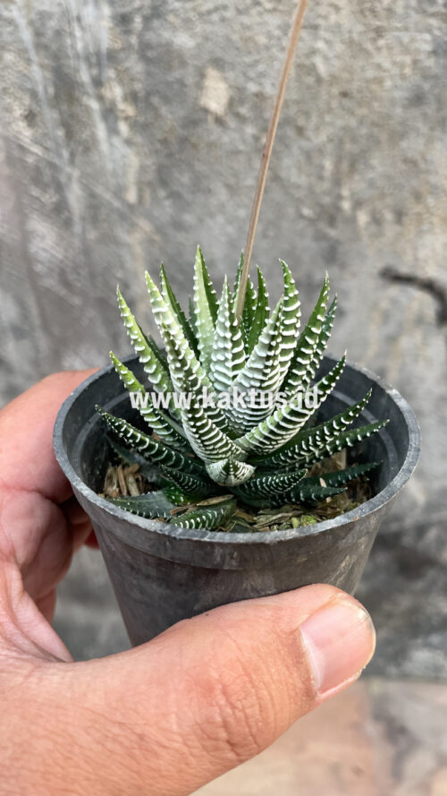 Haworthia Attenuata Zebra White Variegated, real gallery image #28 plants. Picture taken directly from kaktus.id community Haworthia farmer green houses.