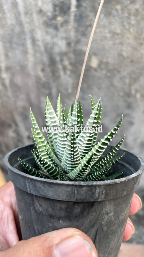 Haworthia Attenuata Zebra White Variegated, real gallery image #10 plants. Picture taken directly from kaktus.id community Haworthia farmer green houses.