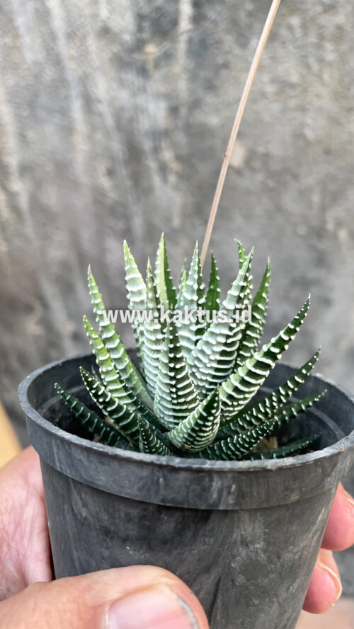 Haworthia Attenuata Zebra White Variegated, real gallery image #9 plants. Picture taken directly from kaktus.id community Haworthia farmer green houses.
