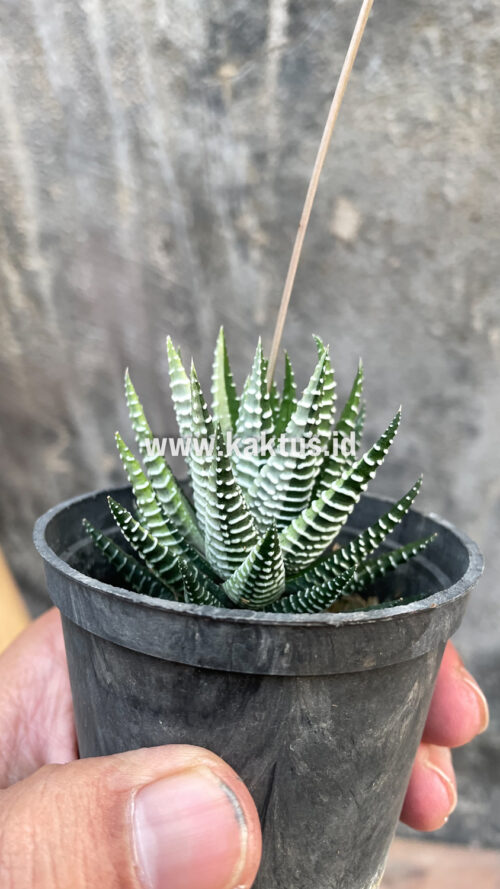 Haworthia Attenuata Zebra White Variegated, real gallery image #8 plants. Picture taken directly from kaktus.id community Haworthia farmer green houses.