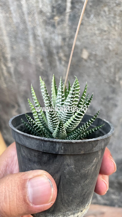 Haworthia Attenuata Zebra White Variegated, real gallery image #7 plants. Picture taken directly from kaktus.id community Haworthia farmer green houses.