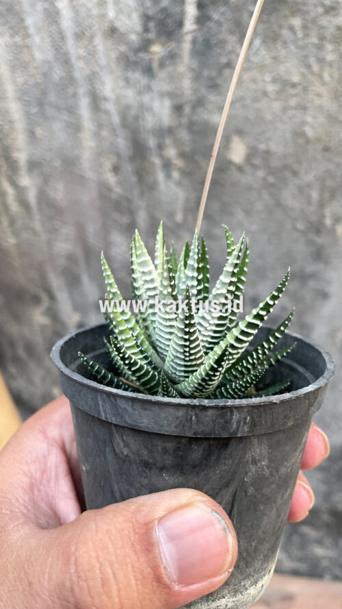 Haworthia Attenuata Zebra White Variegated, real gallery image #6 plants. Picture taken directly from kaktus.id community Haworthia farmer green houses.