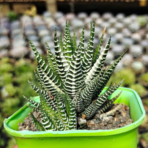 Haworthia Attenuata Zebra White Variegated, real gallery image #3 plants. Picture taken directly from kaktus.id community Haworthia farmer green houses.