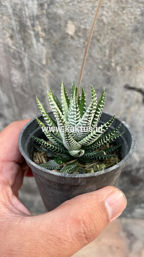 Haworthia Attenuata Zebra White Variegated, real gallery image #27 plants. Picture taken directly from kaktus.id community Haworthia farmer green houses.