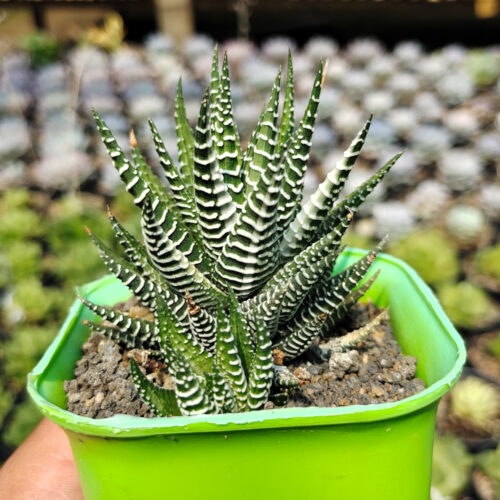 Haworthia Attenuata Zebra White Variegated, real gallery image #4 plants. Picture taken directly from kaktus.id community Haworthia farmer green houses.