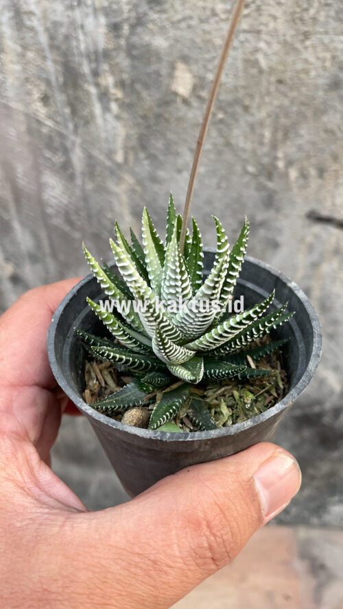 Haworthia Attenuata Zebra White Variegated, real gallery image #26 plants. Picture taken directly from kaktus.id community Haworthia farmer green houses.