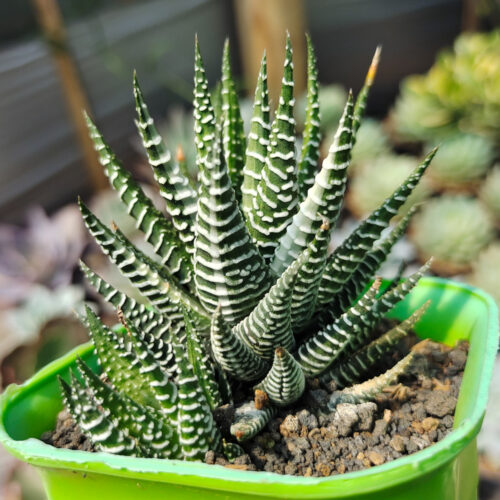 Haworthia Attenuata Zebra White Variegated, real gallery image #5 plants. Picture taken directly from kaktus.id community Haworthia farmer green houses.